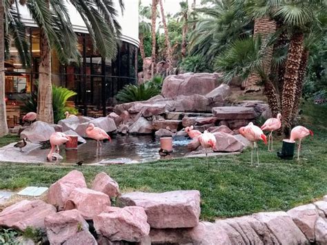 Flamingo Habitat – Las Vegas, Nevada .